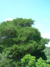 Huge pinyon.jpg