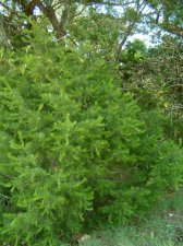 Small Pinyon full.jpg