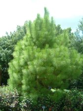 chir pine.jpg