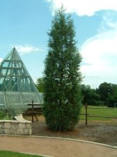 cupressus.jpg