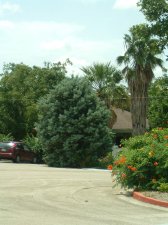 cypress 2.jpg