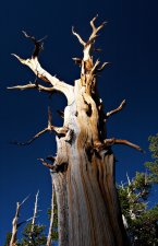 pinus_longaeva.jpg