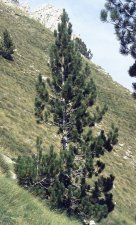 Bosnian Pine.jpg