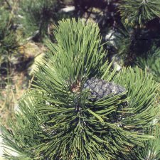 Bosnian Pine cone.jpg