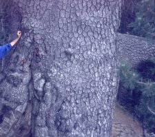 Bosnian Pine bark.jpg