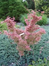 Acer palmatum 'Abigail Rose' May 2006.jpg