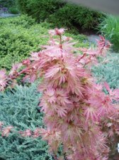 Acer palmatum 'Abigail Rose' (Foliage) May 2006.jpg