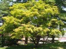 Acer palmatum 'Aocha Nishiki' labled 'Seicha' May 2006.jpg