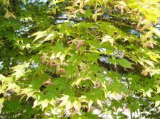 Acer palmatum 'Aocha Nishiki' labled 'Seicha' (Foliage) May 2006.jpg