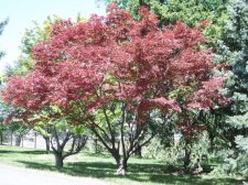 Acer palmatum 'Aureo Variegatum' May 2006 (no dieback).jpg