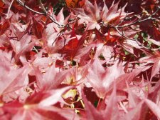 Acer palmatum 'Aureo Variegatum' (Foliage) May 2006.jpg