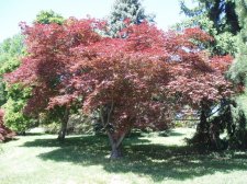 Acer palmatum 'Chikushigata' May 2006.jpg