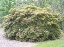 Acer palmatum 'Chitoseyama' May 2006.jpg