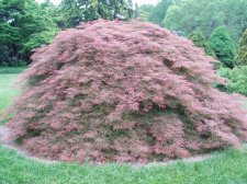 Acer palmatum 'Dr. Baker' May 2006.jpg