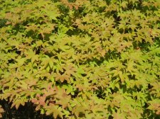 Acer palmatum 'Ichigyoji' (Foliage) May 2006.jpg