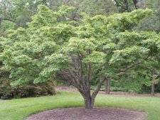 Acer palmatum 'Indet' May 2006.jpg