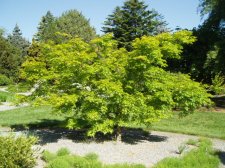Acer palmatum 'Japanese Sunrise' May 2006.jpg