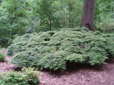 Acer palmatum 'kiyohime' (Flat for Hardiness) May 2006 (Asi.jpg