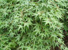 Acer palmatum 'Kiyohime' May 2006 (Foliage-Asian Collection).jpg
