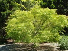 Acer palmatum 'Koto No Ito' May 2006.jpg