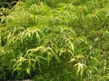 Acer palmatum 'Koto No Ito' (Foliage) May 2006.jpg