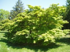 Acer palmatum 'Monzukushi' May 2006.jpg