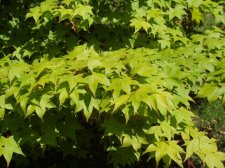 Acer palmatum 'Monzukushi' (Foliage - Sweetgum-like) May 2006.jpg