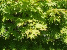 Acer palmatum 'Naru Nishiki' (Foliage) May 2006.jpg