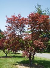 Acer palmatum 'O Shirini' (pl. 1978) May 2006.jpg