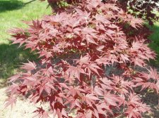 Acer palmatum 'O Shirini' (Foliage) May 2006.jpg