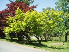 Acer palmatum 'Sanguineum' (Nice Golden Small Leaves) May 2006.jpg