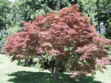 Acer palmatum 'Shichigosan' May 2006.jpg