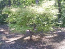 Acer palmatum 'Shigitatsu Sawa' May 2006.jpg