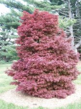 Acer palmatum 'Skeeters Broom' (WOW) May 2006 (Watnong).jpg