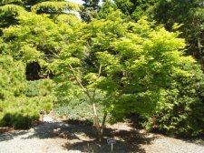 Acer palmatum 'Tenny-No-Hashi' May 2006.jpg