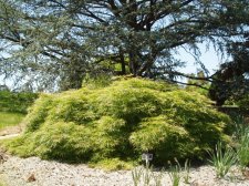Acer palmatum 'Waterfall' May 2006.jpg