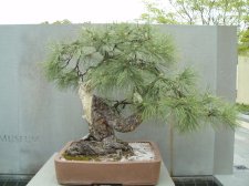 Pinus ponderosa 1966 (May 2006).jpg