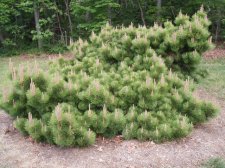 Pinus thunbergiana 'Yatsubusa' May 2006 (Watnong).jpg
