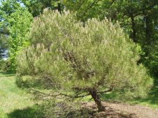 Pinus pinnea May 2006.jpg
