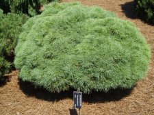 Pinus strobus 'Sea Urchin' Aug 05 (Dynamite Plant!).jpg