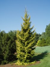 Picea orientalis 'Skylands' Aug 05 (1).jpg