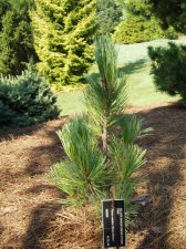 Pinus cembra 'Silver Sheen (2) Aug 05.jpg