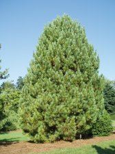 Pinus cembra 'Silver Sheen' Aug 05 (Great Color).jpg