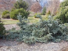 Picea pungens 'Glauca Procumbens'.JPG