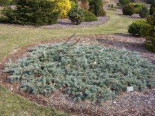 Picea pungens  'Gotelli Prostrate'.JPG