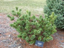 Pinus parviflora 'Hagoromo'.JPG