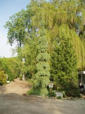 Picea glauca 'Pendula' May 2007.jpg