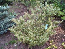 Abies koreana 'Goldener Traum' May 2007.jpg