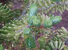 Abies koreana 'Goldener Traum' 4 May 2007.jpg