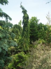 Picea omorika 'Pendula Bruns' 2 May 2007.jpg